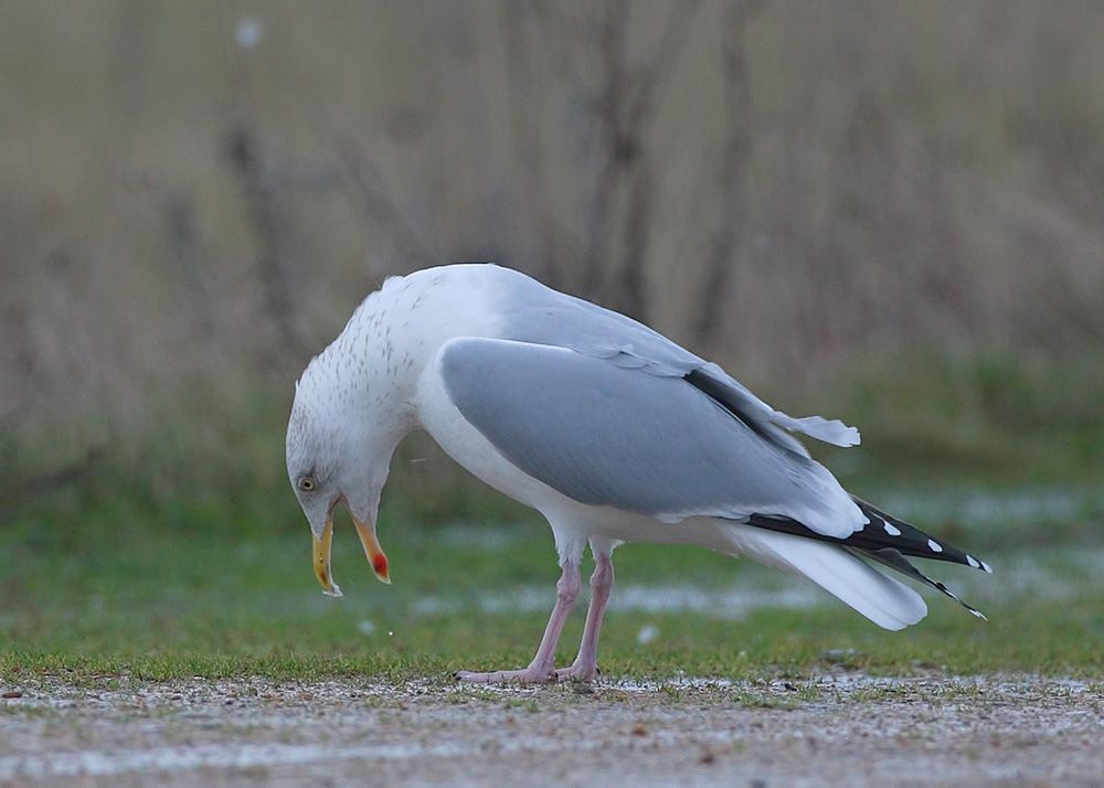 Herring Gull Long Call Dungeness, Kent 23.12.12 Birding the day